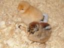 chicks.JPG