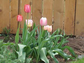 tulips.jpg