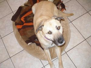 josie-in-her-clean-bed