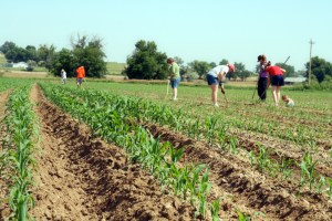 hoeing the corn by Rachel Carlson