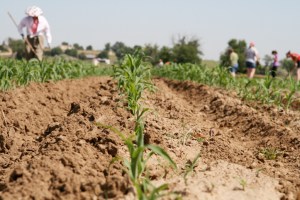 hoeing the fields closeup