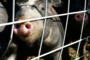 Monroe piggies by Rachel Carlson Photography