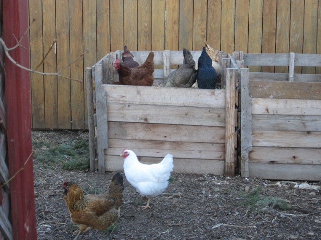 Chickens in the compost bin