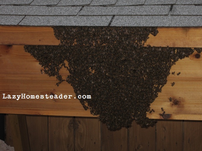 Bees bearding at 8pm