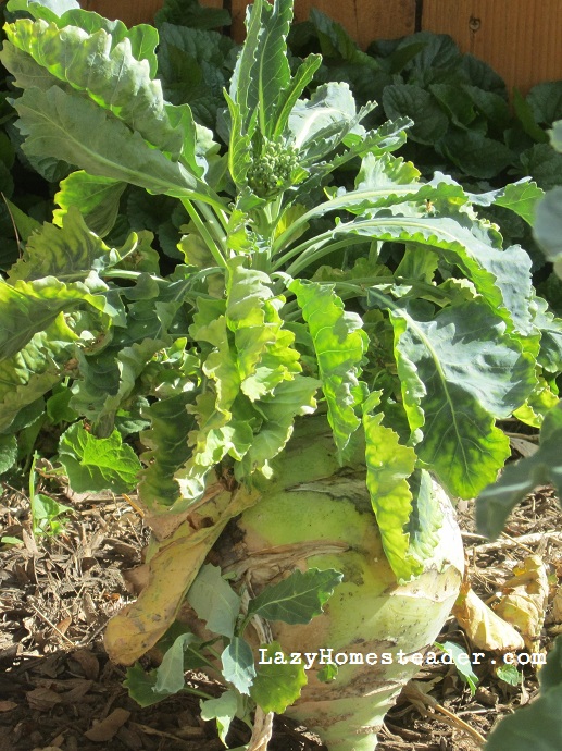 Kohlrabi overwintered
