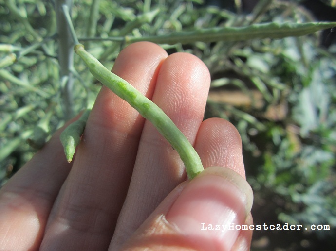 Seed pod in June