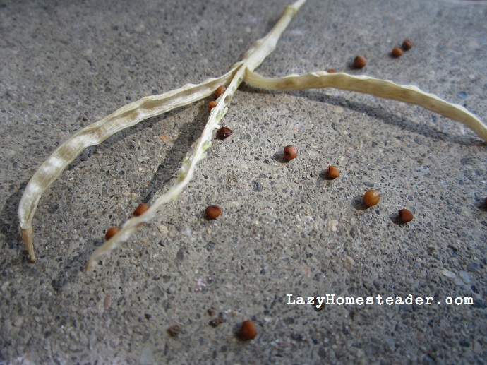 Ripe seeds